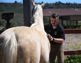 The Sun Sets on Vandenberg's Military Working Horse Program