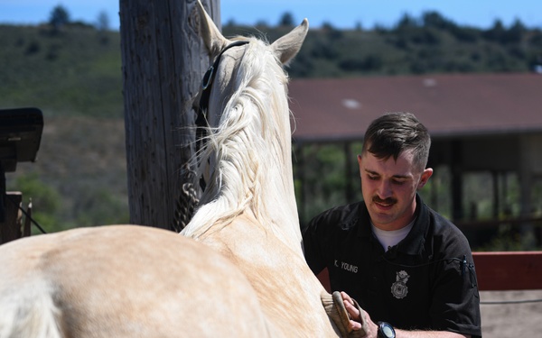 The Sun Sets on Vandenberg's Military Working Horse Program