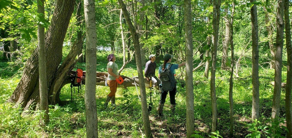 Building Wetland Regulators