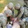 U.S.Army Europe-Aftica Best Squad Competition Medical Lanes