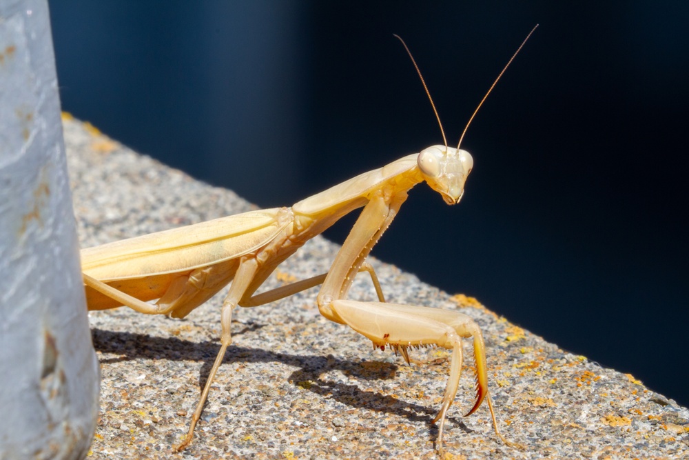 Close-up of Praying Mantis, John Day Lock &amp; Dam, Aug. 3, 2022