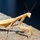 Close-up of Praying Mantis, John Day Lock & Dam, Aug. 3, 2022 Close-up of Praying Mantis, John Day Lock & Dam, Aug. 3, 2022