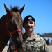 Vandenberg’s Military Working Horses Retire