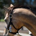 Vandenberg’s Military Working Horses Retire