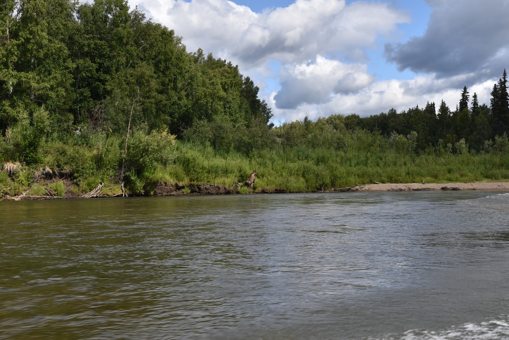 Moose crosses Chena River at northernmost USACE-run flood control project