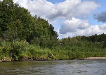 Moose crosses Chena River at northernmost USACE-run flood control project