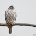 Gyrafalcon