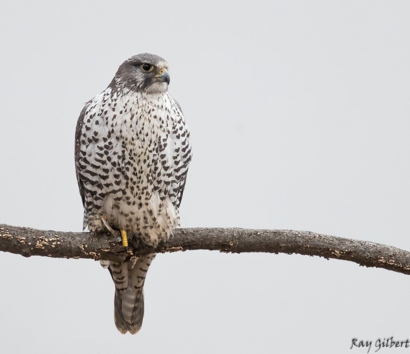 Gyrafalcon