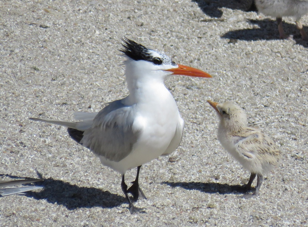 Birds nesting on Fort Wool