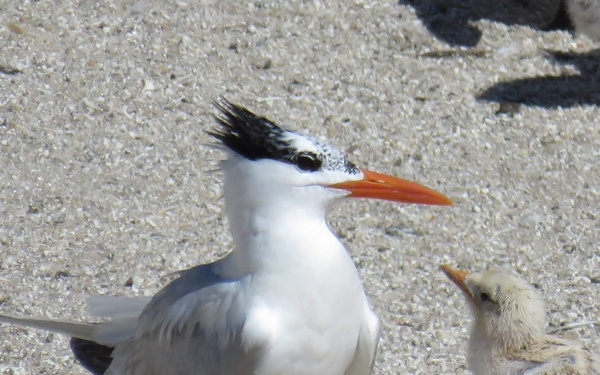 Birds nesting on Fort Wool