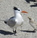 Birds nesting on Fort Wool