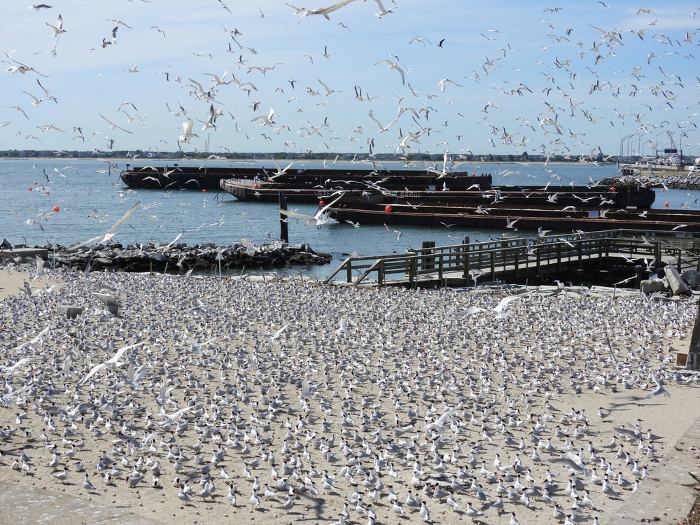 Royal tern colony on Fort Wool