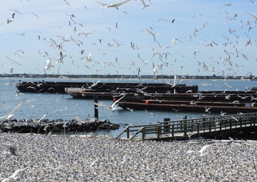 Royal tern colony on Fort Wool