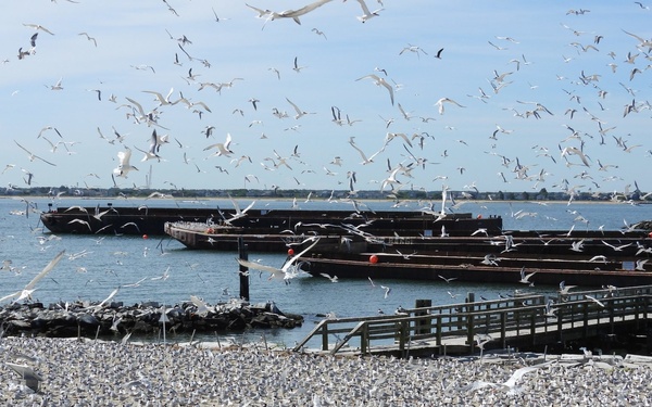 Royal tern colony on Fort Wool