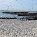 Royal tern colony on Fort Wool