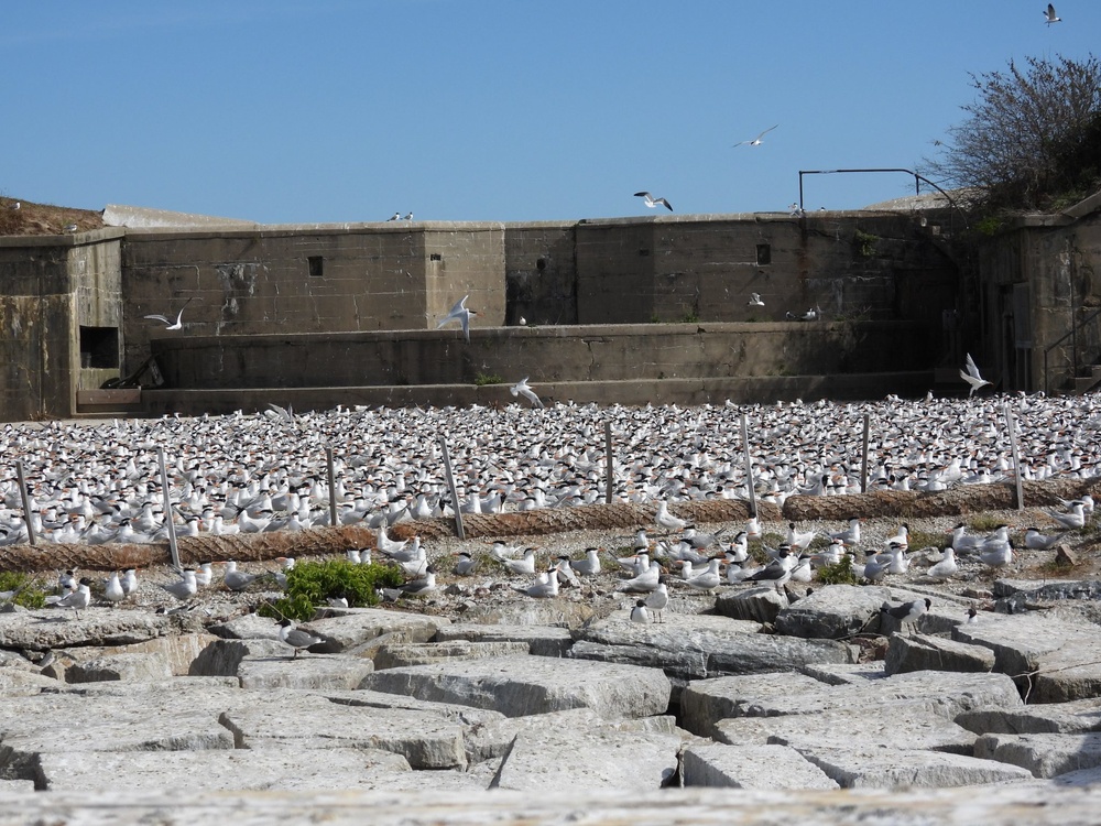 Royal tern colony on Fort Wool