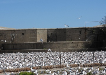 Royal tern colony on Fort Wool
