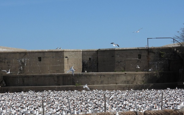 Royal tern colony on Fort Wool