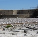 Royal tern colony on Fort Wool