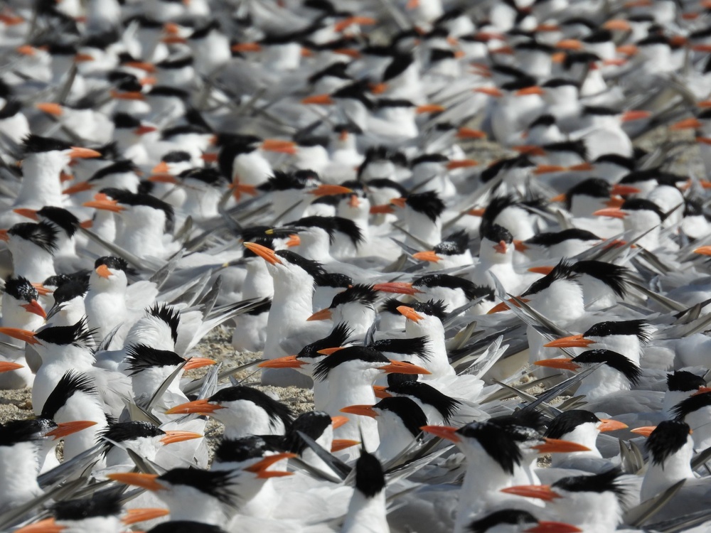 Royal tern colony on Fort Wool