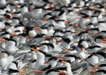 Royal tern colony on Fort Wool