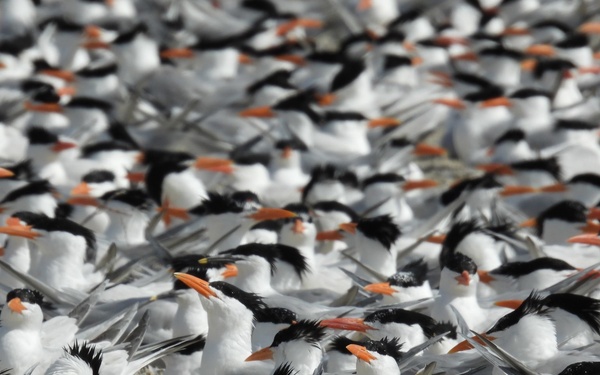 Royal tern colony on Fort Wool