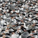 Royal tern colony on Fort Wool