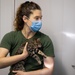 Civil Affairs veterinarian participates in Exercise Shared Accord 22' in South Africa