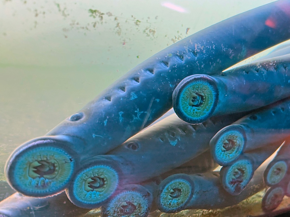 Pacific Lamprey Eel suctioned to viewing window at the Bonneville Lock &amp; Dam fish ladders.