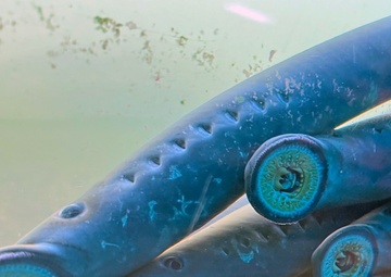Pacific Lamprey Eel suctioned to viewing window at the Bonneville Lock &amp; Dam fish ladders.