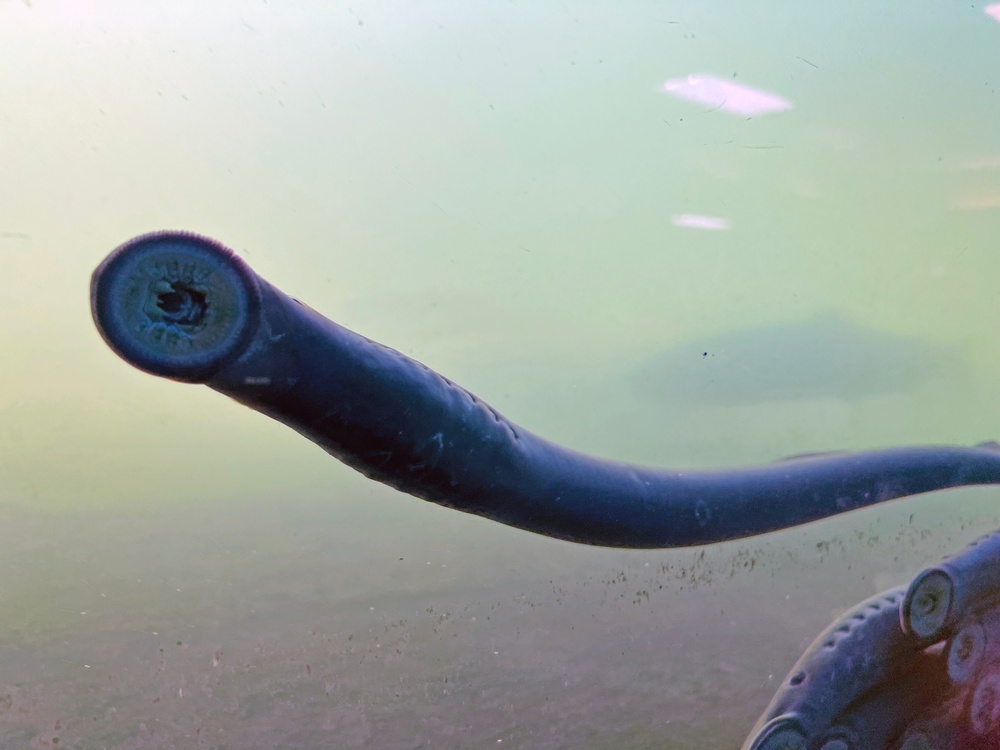 Pacific Lamprey Eel suctioned to viewing window at the Bonneville Lock &amp; Dam fish ladders.