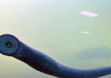 Pacific Lamprey Eel suctioned to viewing window at the Bonneville Lock &amp; Dam fish ladders.