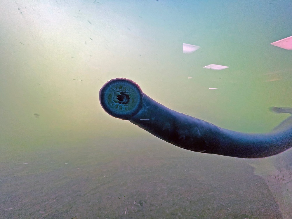 Pacific Lamprey Eel suctioned to viewing window at the Bonneville Lock &amp; Dam fish ladders.