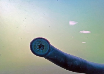 Pacific Lamprey Eel suctioned to viewing window at the Bonneville Lock &amp; Dam fish ladders.