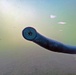 Pacific Lamprey Eel suctioned to viewing window at the Bonneville Lock &amp; Dam fish ladders.