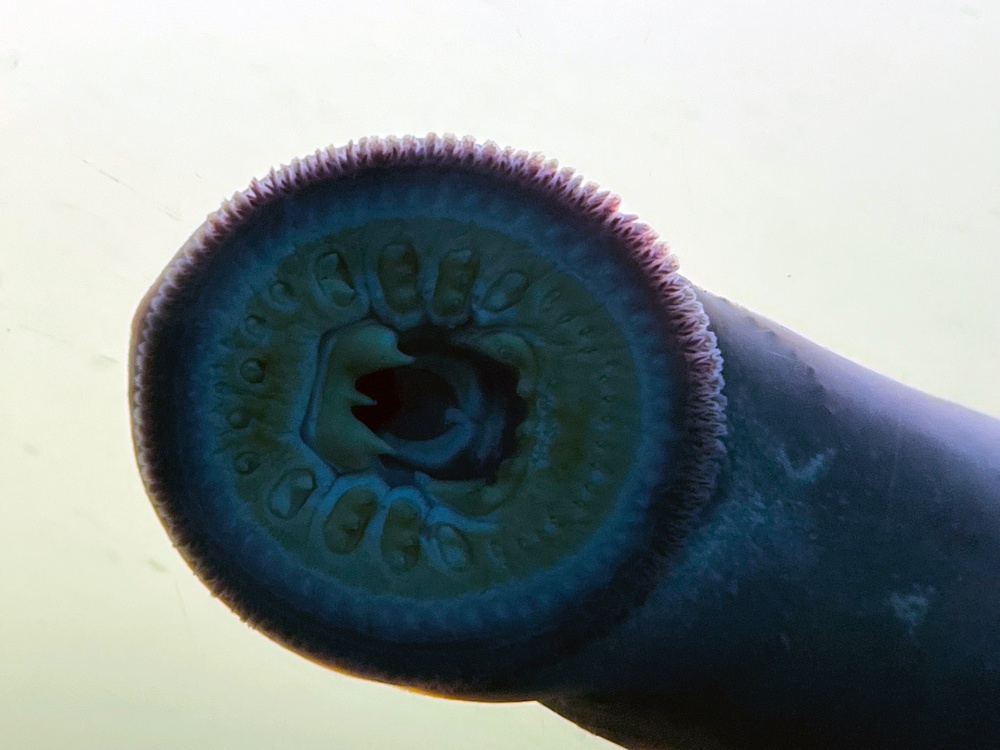 Pacific Lamprey Eel suctioned to viewing window at the Bonneville Lock &amp; Dam fish ladders.