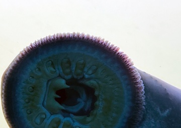 Pacific Lamprey Eel suctioned to viewing window at the Bonneville Lock &amp; Dam fish ladders.