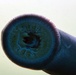 Pacific Lamprey Eel suctioned to viewing window at the Bonneville Lock &amp; Dam fish ladders.