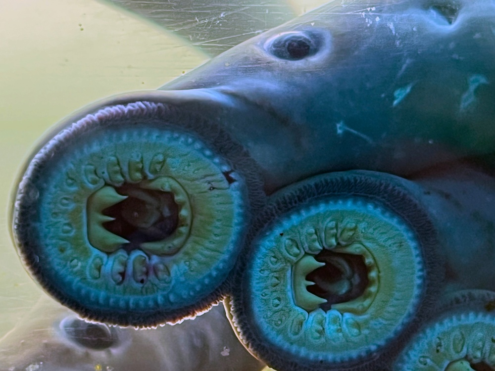 Pacific Lamprey Eel suctioned to viewing window at the Bonneville Lock &amp; Dam fish ladders.