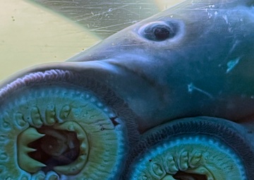Pacific Lamprey Eel suctioned to viewing window at the Bonneville Lock &amp; Dam fish ladders.