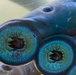 Pacific Lamprey Eel suctioned to viewing window at the Bonneville Lock &amp; Dam fish ladders.