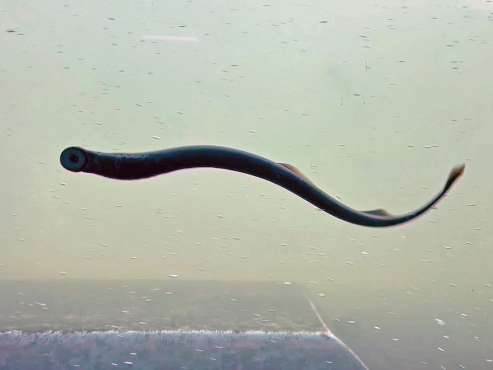 Pacific Lamprey Eel suctioned to viewing window at the Bonneville Lock &amp; Dam fish ladders.