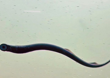 Pacific Lamprey Eel suctioned to viewing window at the Bonneville Lock &amp; Dam fish ladders.