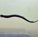 Pacific Lamprey Eel suctioned to viewing window at the Bonneville Lock &amp; Dam fish ladders.