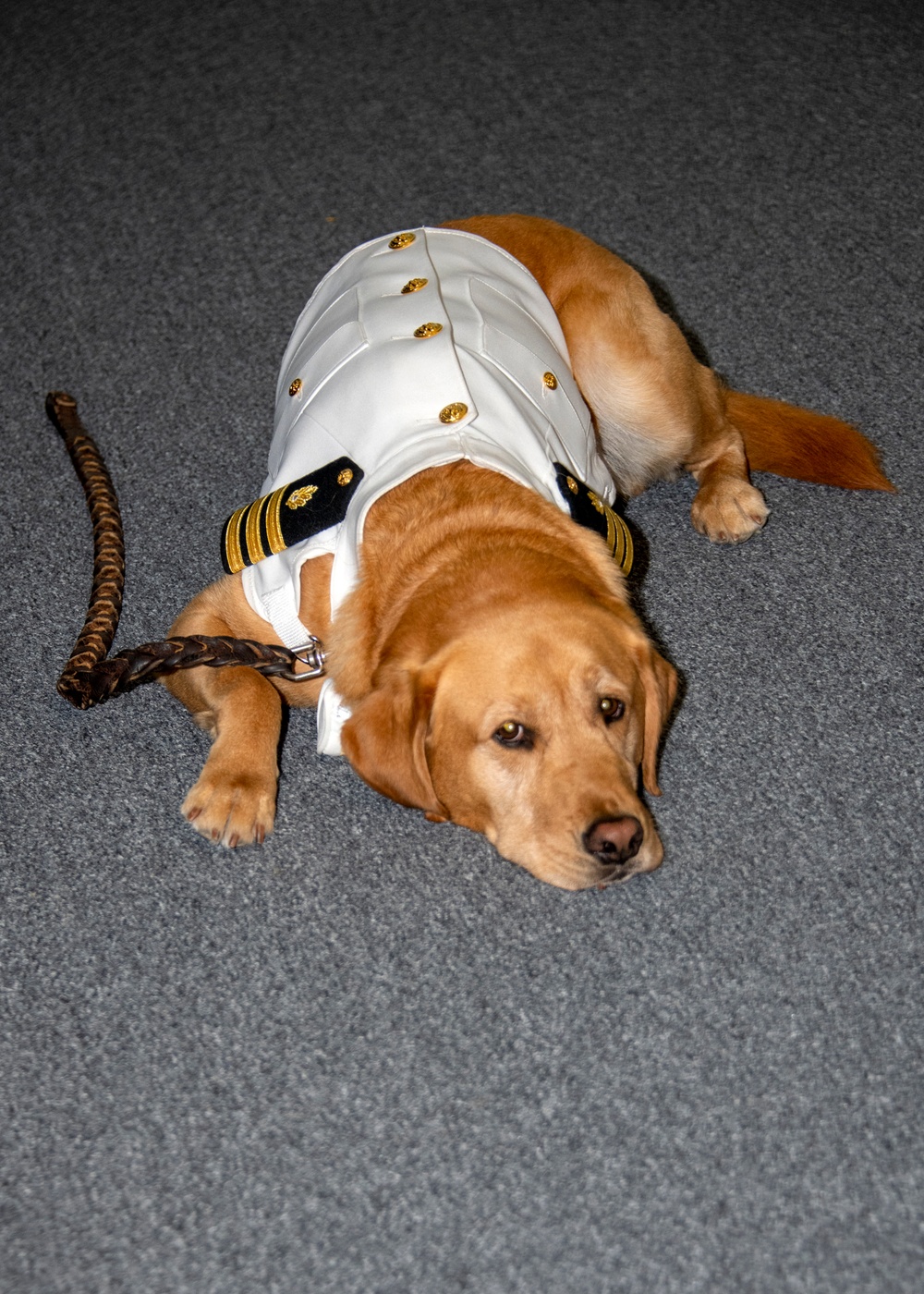 First medical school facility dog, ‘Cmdr. Shetland,’ to retire and em-bark on a new career