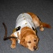 First medical school facility dog, ‘Cmdr. Shetland,’ to retire and em-bark on a new career