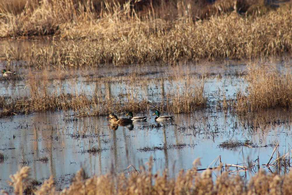 Kanopolis Lake annual waterfowl blind permit drawing
