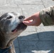 Niagara Air Reserve Station welcomes Lloyd the dog