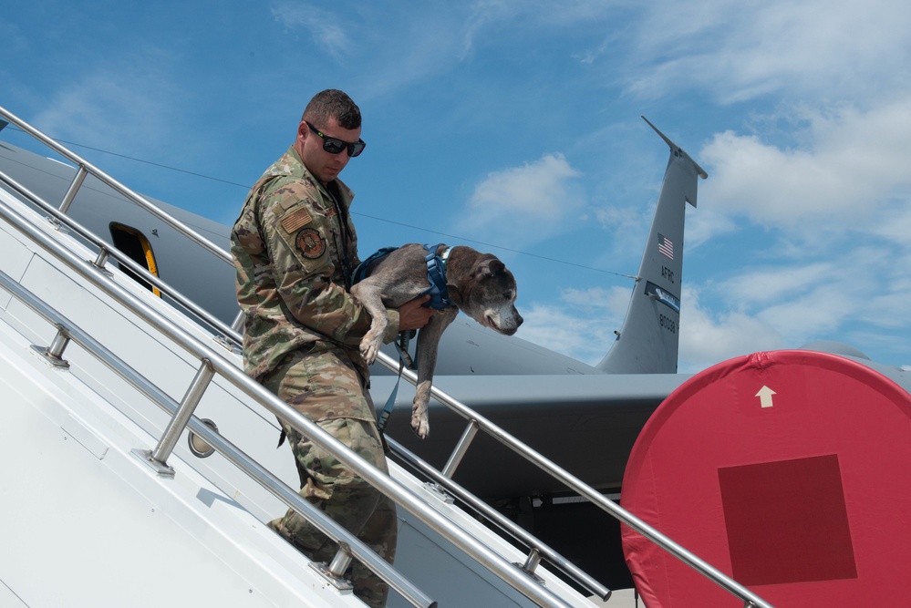 Niagara Air Reserve Station welcomes Lloyd the dog