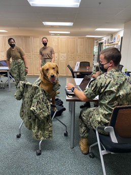 USU Facility Dogs Help De-stress USU Med Students